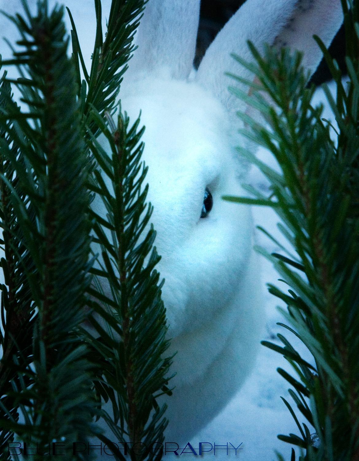 Kanin Alfa Omega "Kæmpe" billede 4