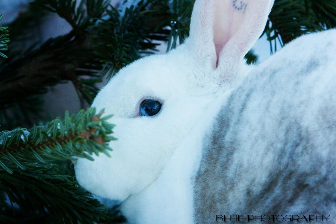 Kanin Alfa Omega "Kæmpe" billede 3