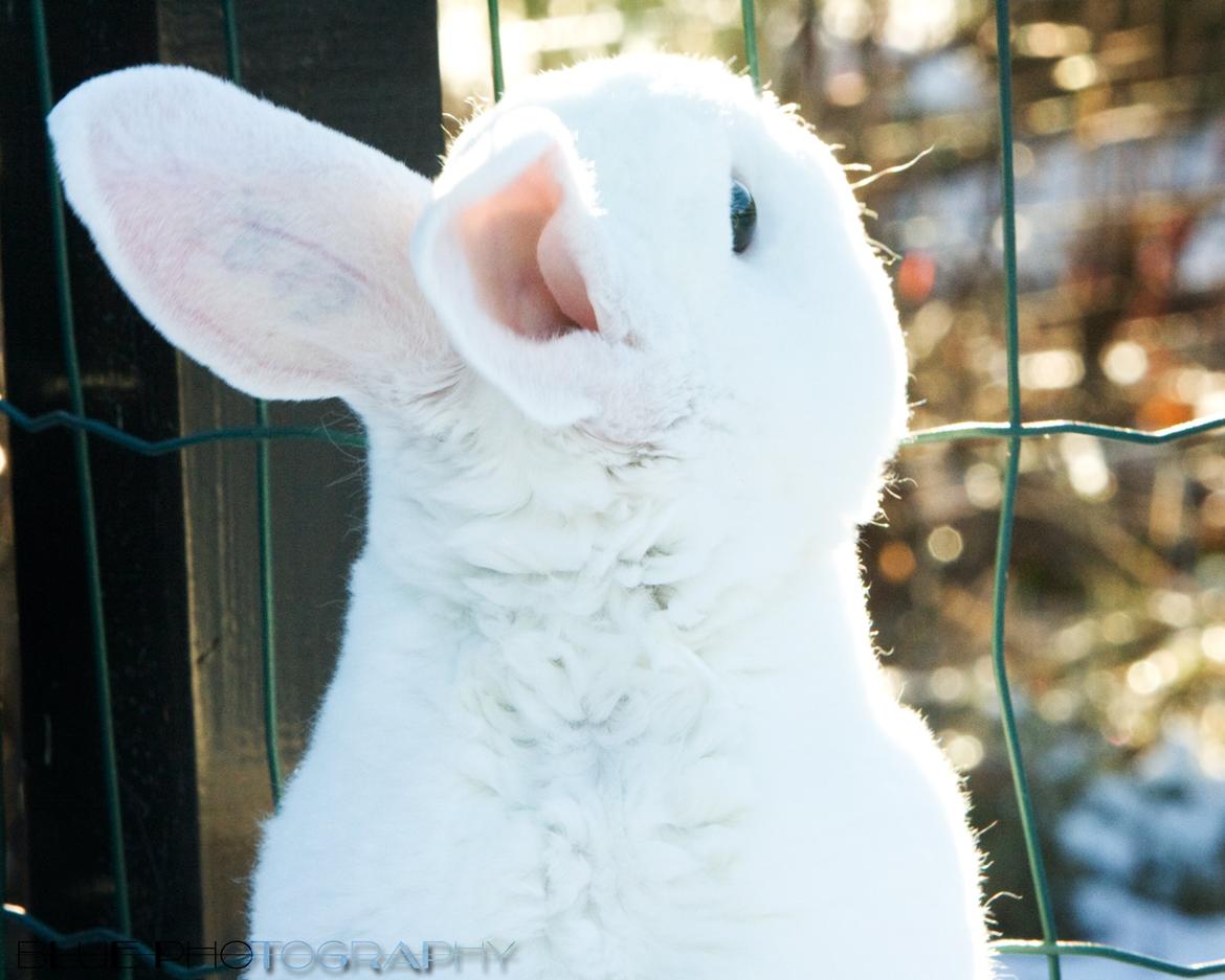 Kanin Alfa Omega "Kæmpe" billede 1