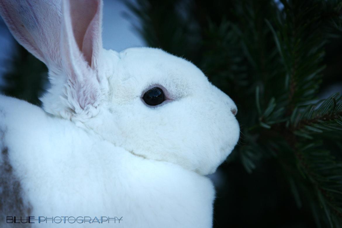 Kanin Alfa Omega "Kæmpe" billede 9