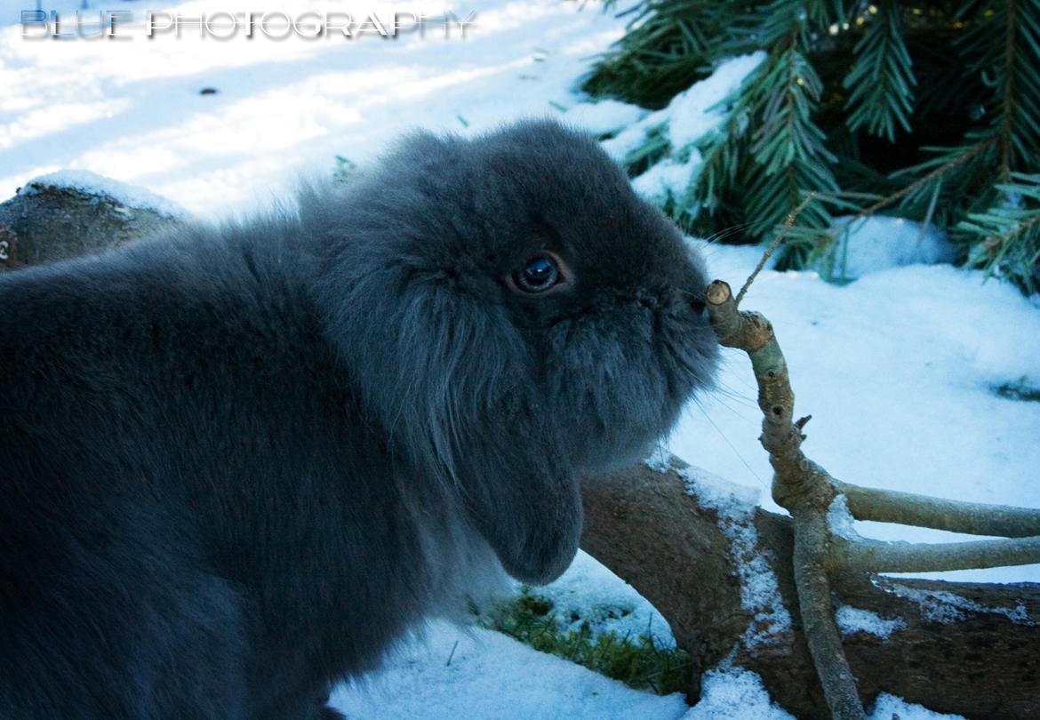 Kanin BlueBunnies AlPi Jon Snow "Blue" billede 1