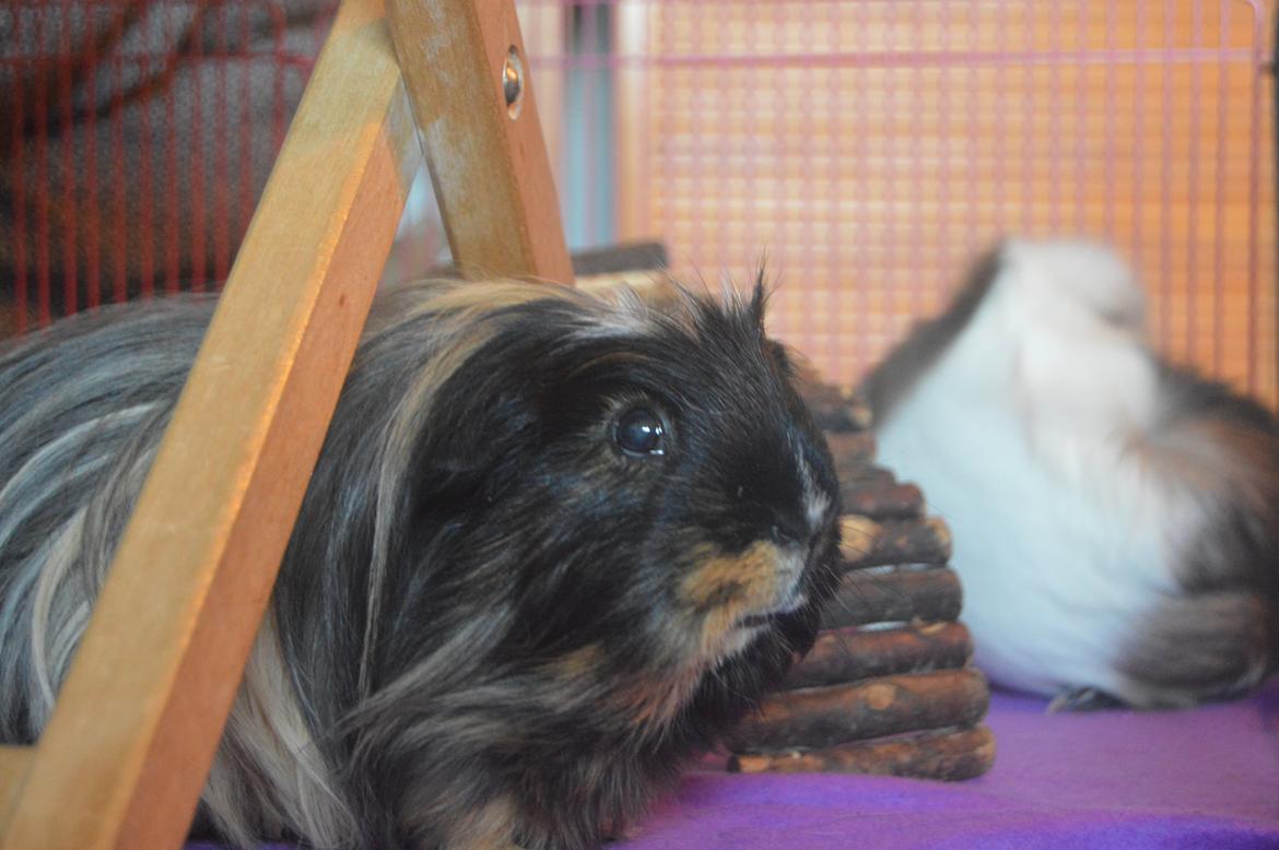 Marsvin Trold billede 20