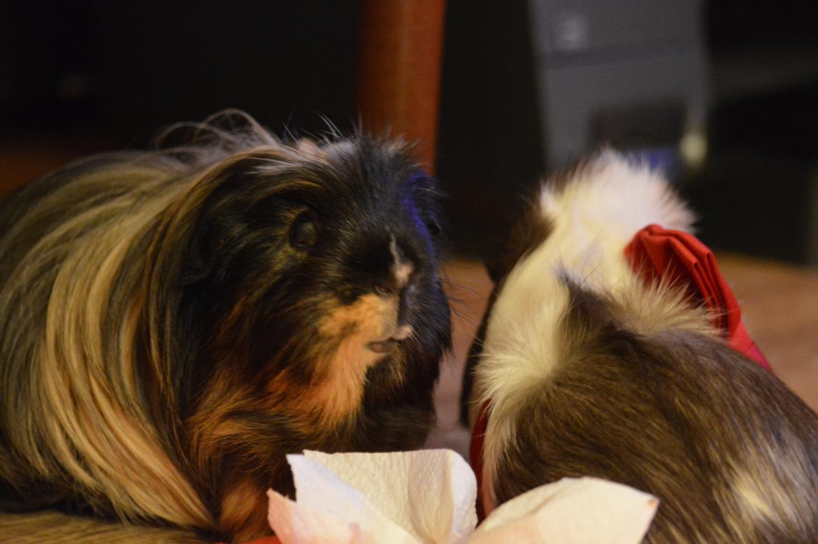 Marsvin Trold billede 10