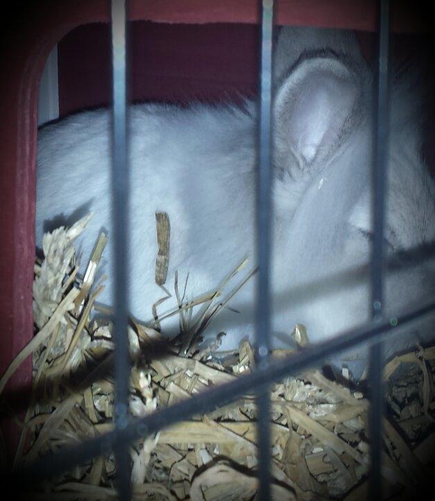 Kanin Candy  billede 6