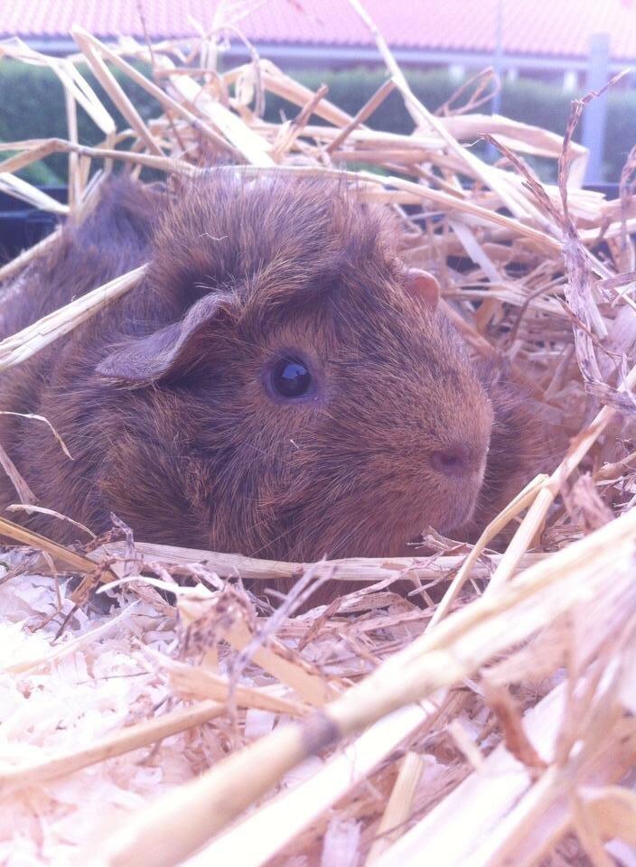 Marsvin Buster billede 1