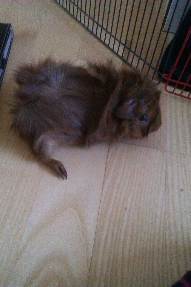 Marsvin Buster billede 2