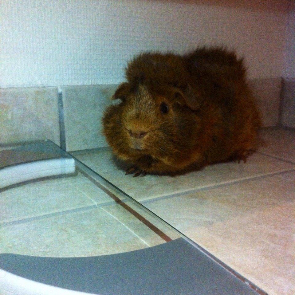 Marsvin Buster billede 3