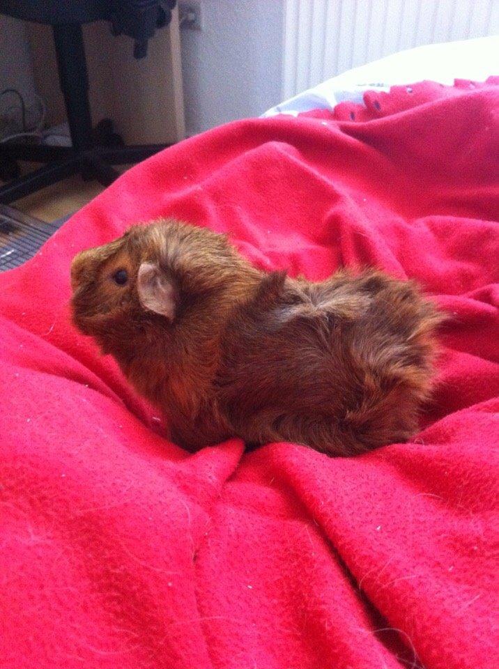 Marsvin Buster billede 4