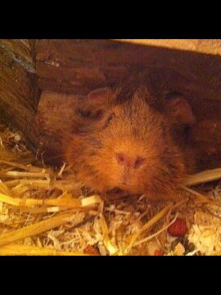 Marsvin Buster billede 5