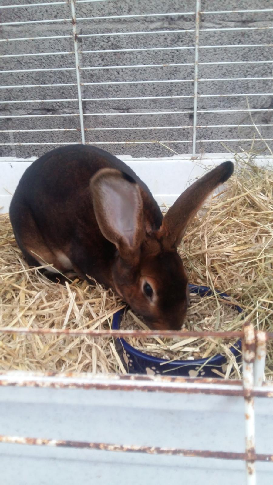 Kanin Moni - Det her billed er fra den dag jeg fik hende ❤ billede 2