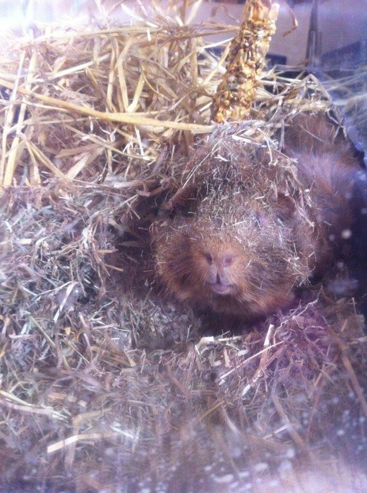 Marsvin Buster billede 7