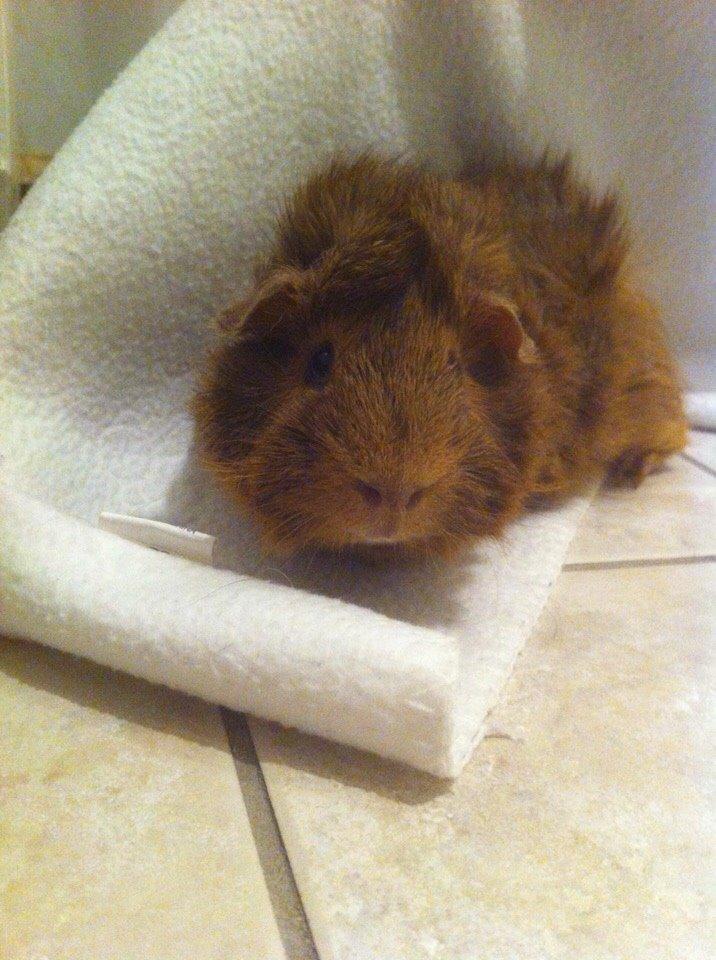 Marsvin Buster billede 6