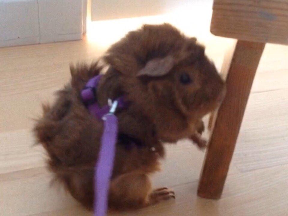 Marsvin Buster billede 8