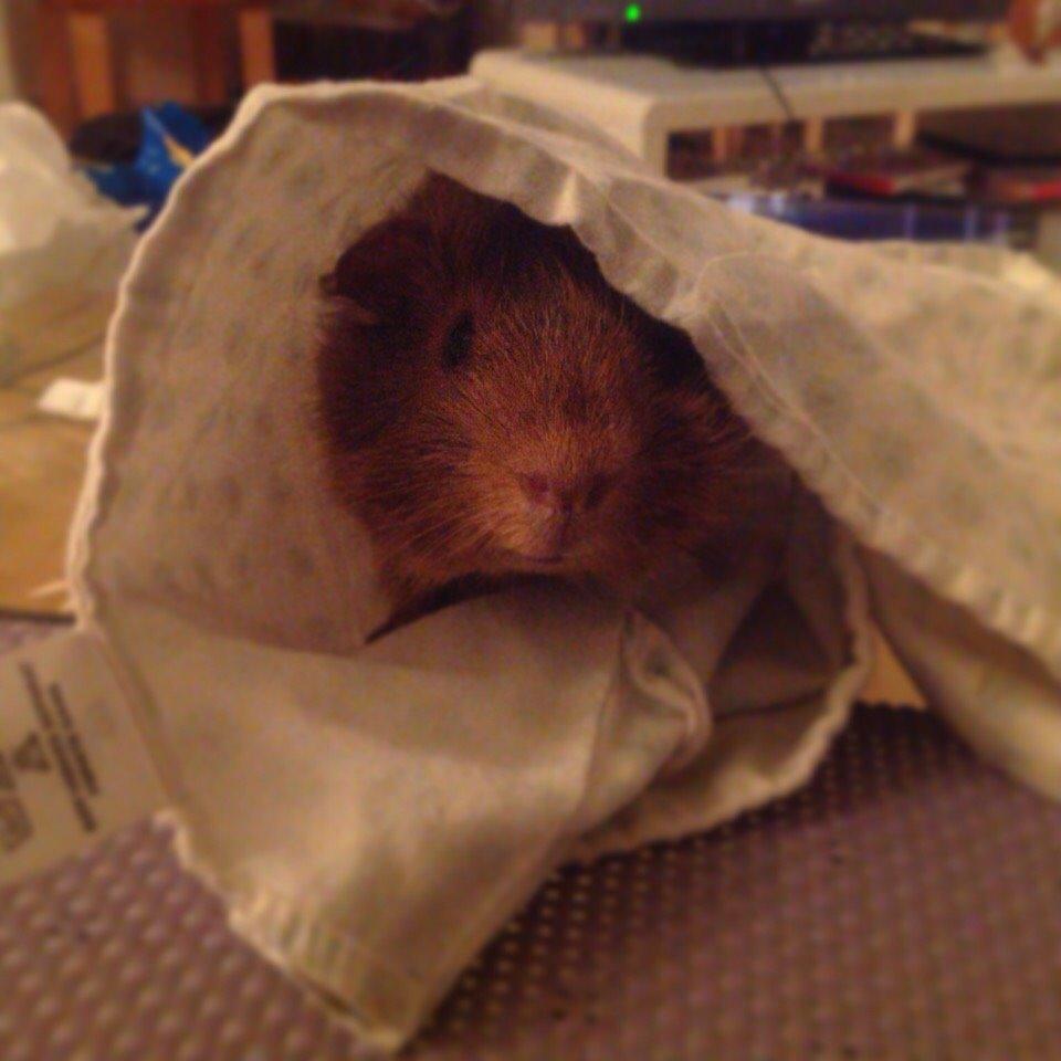 Marsvin Buster billede 9