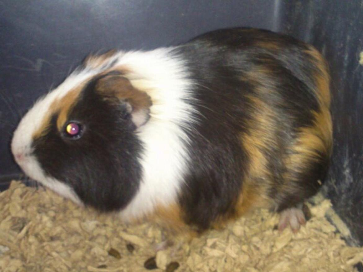 Marsvin Nuser R.I.P billede 1