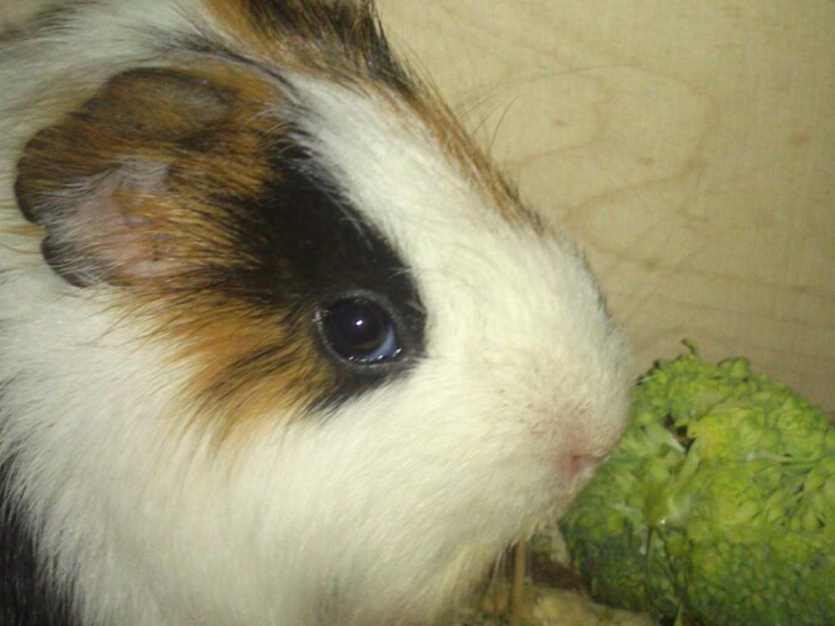 Marsvin Nuser R.I.P billede 3