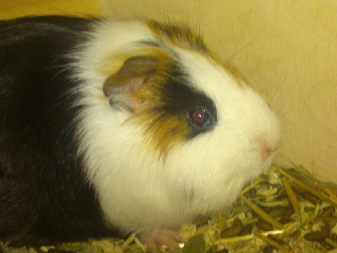 Marsvin Nuser R.I.P billede 4