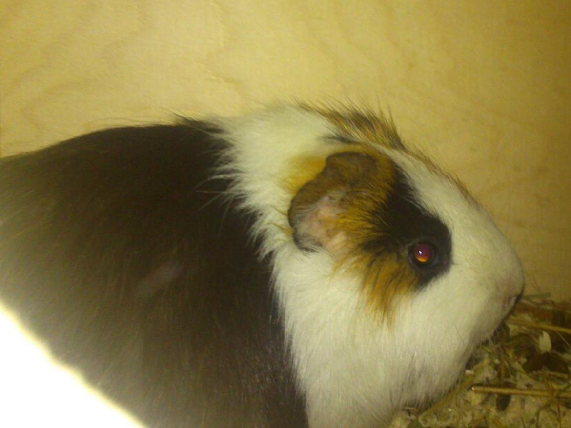 Marsvin Nuser R.I.P billede 5