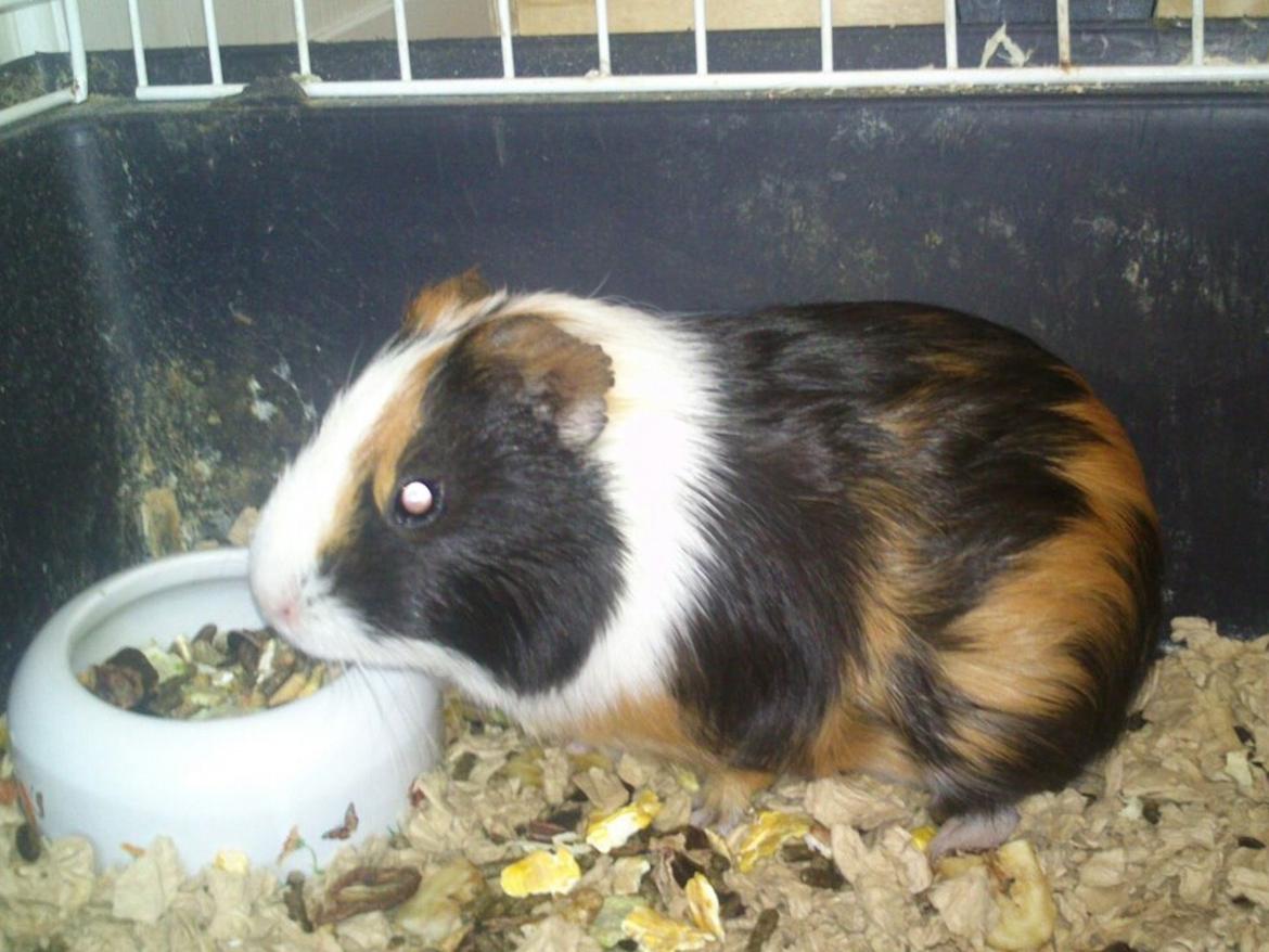 Marsvin Nuser R.I.P billede 2