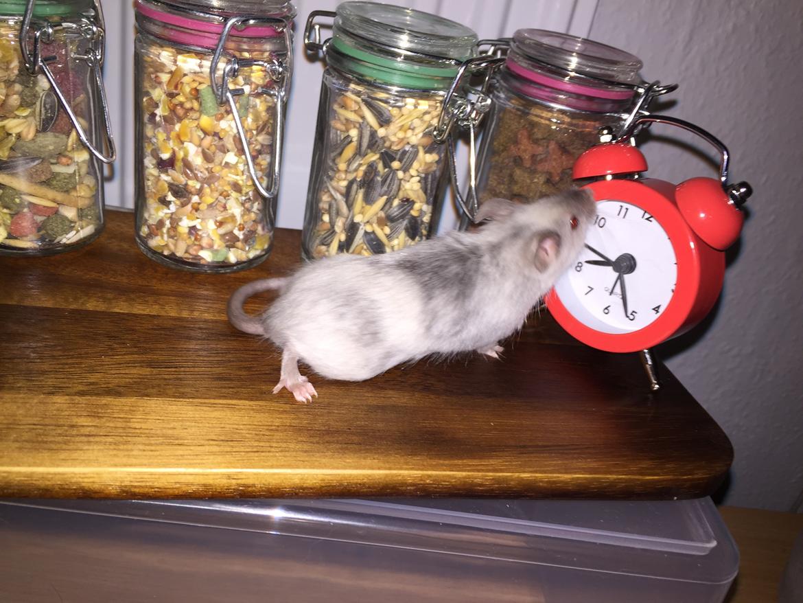 Mus Midnattens Sullivan billede 1