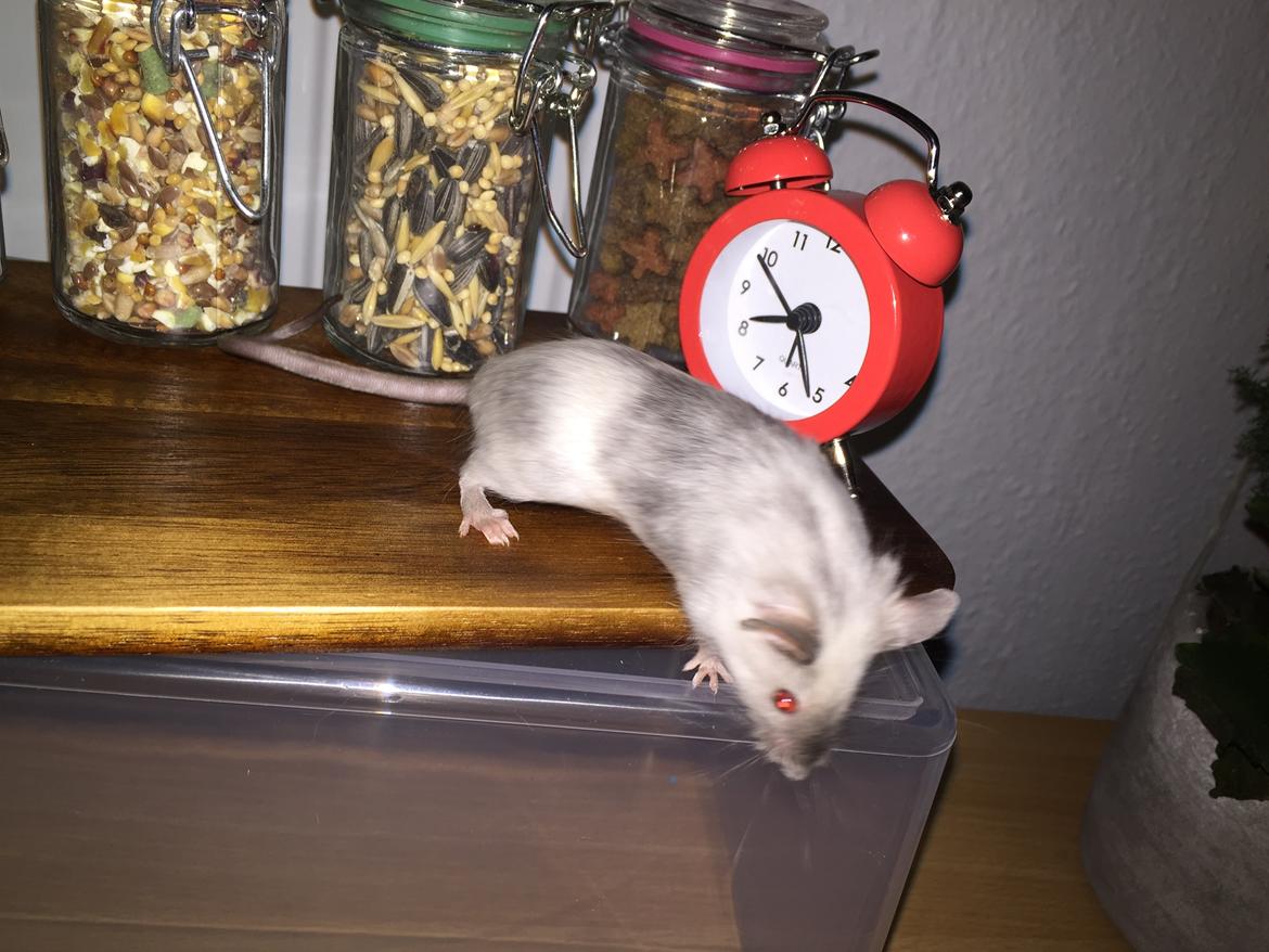 Mus Midnattens Sullivan billede 3