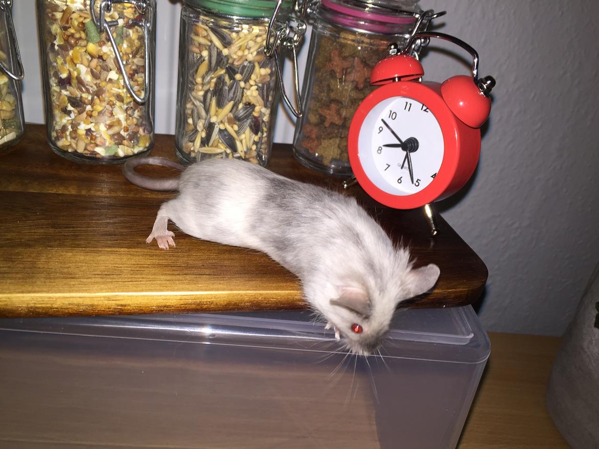 Mus Midnattens Sullivan billede 2