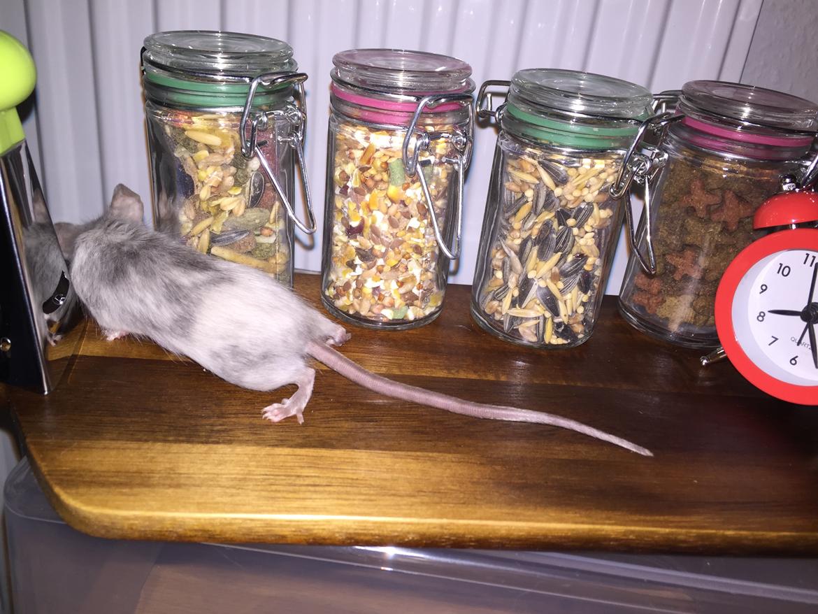 Mus Midnattens Sullivan billede 5