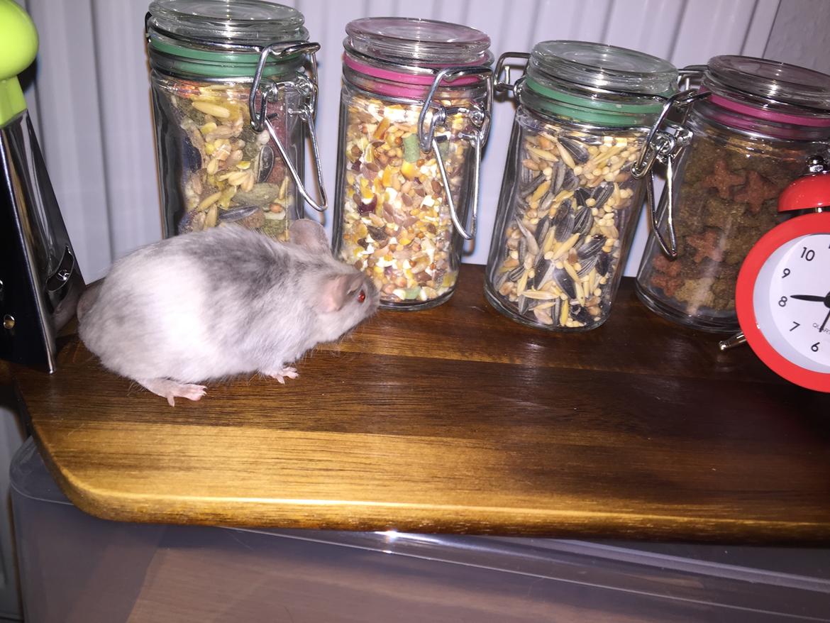 Mus Midnattens Sullivan billede 6