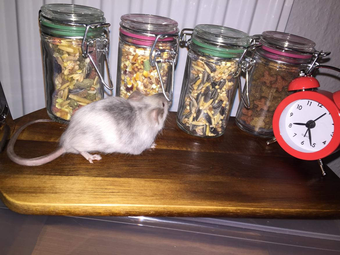 Mus Midnattens Sullivan billede 7