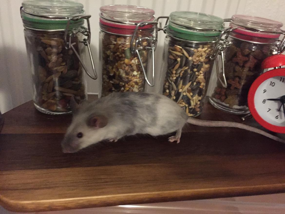 Mus Midnattens Sullivan billede 8