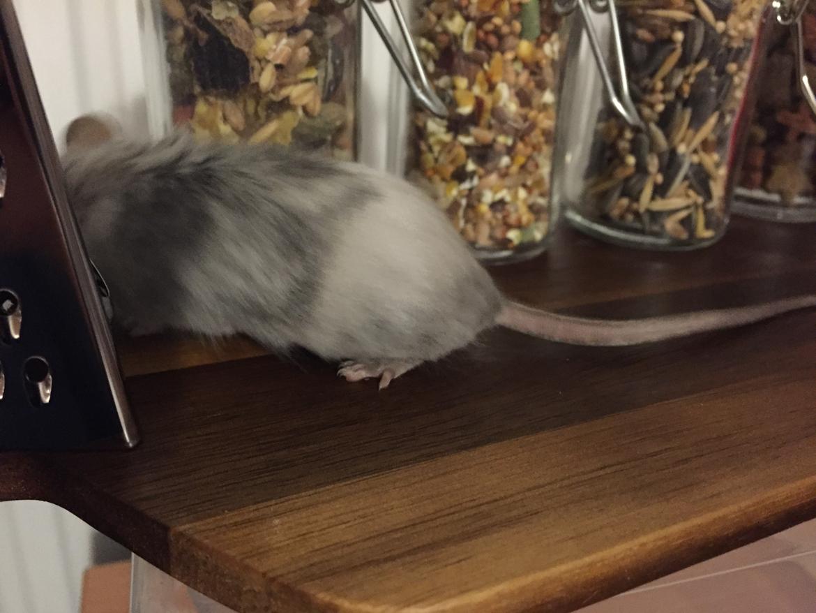 Mus Midnattens Sullivan billede 9