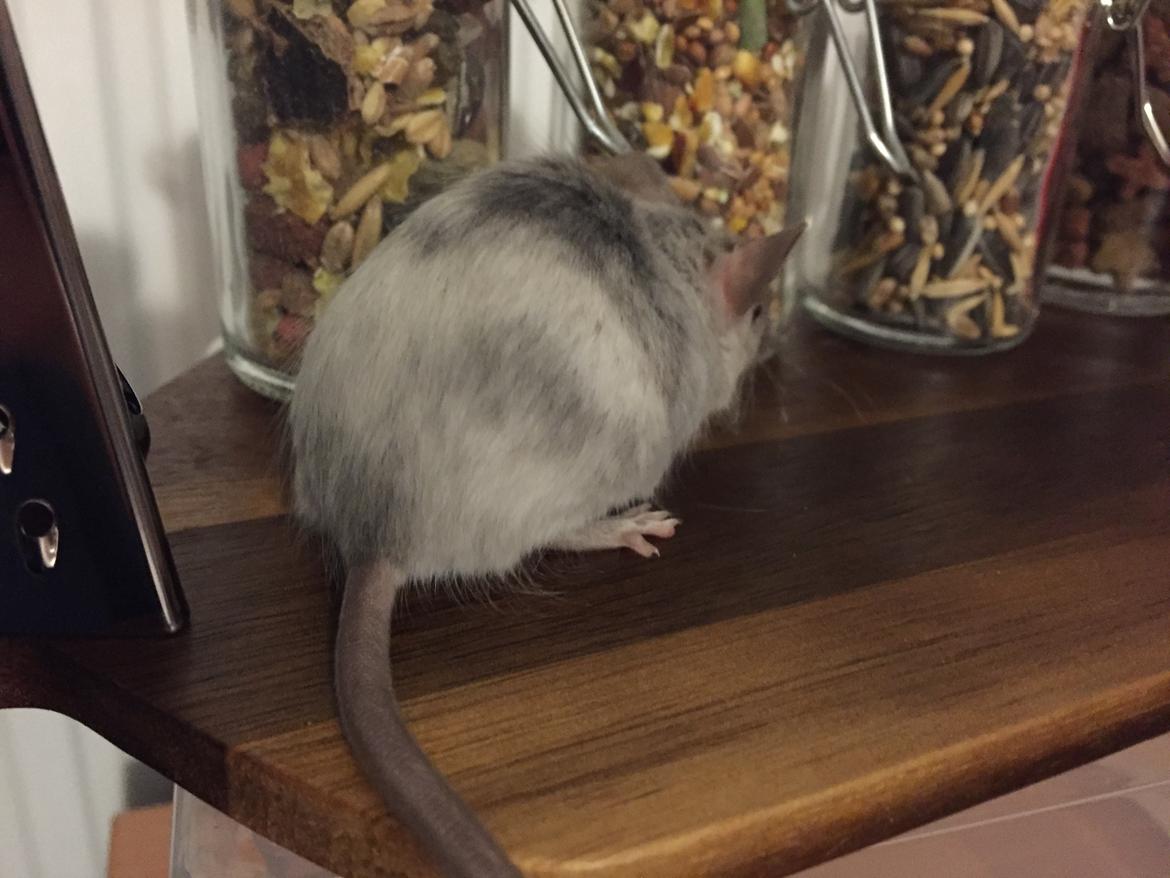 Mus Midnattens Sullivan billede 10