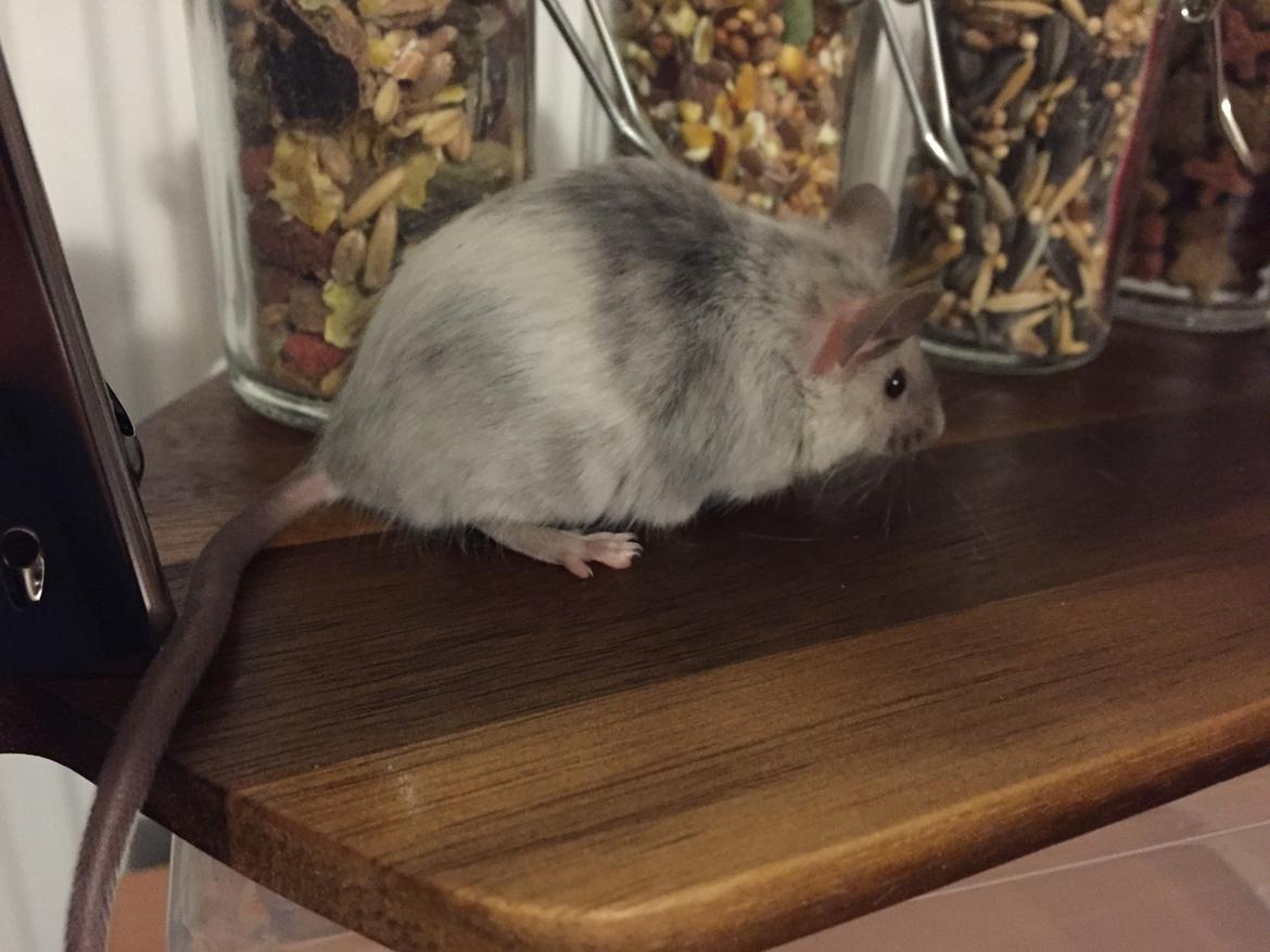 Mus Midnattens Sullivan billede 11