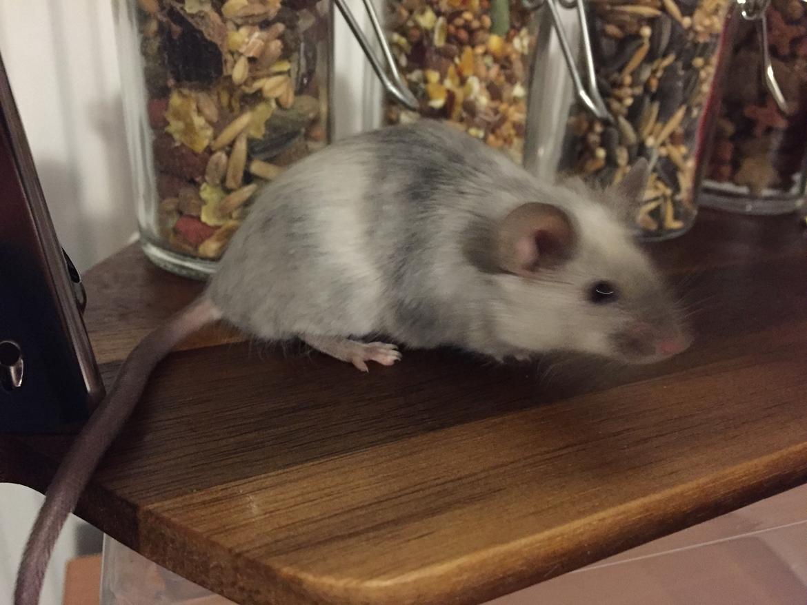 Mus Midnattens Sullivan billede 12