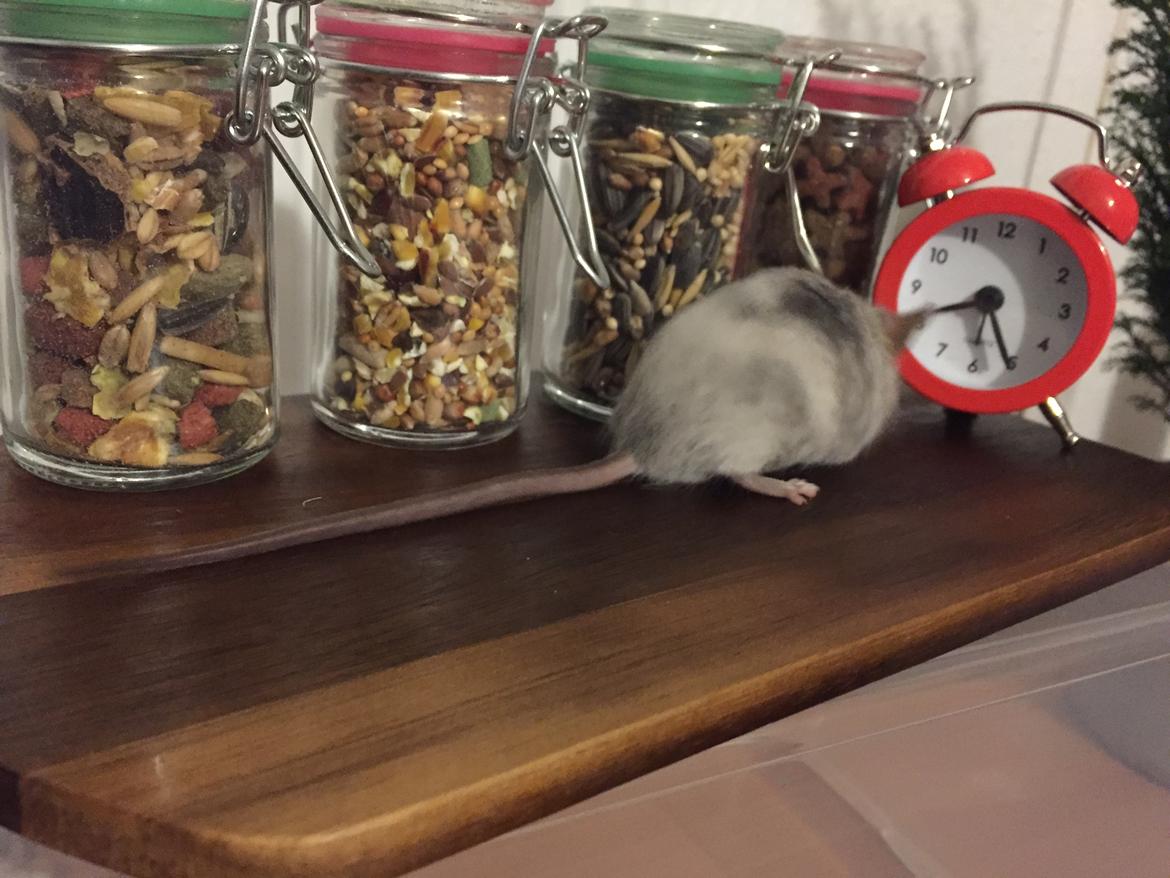 Mus Midnattens Sullivan billede 13