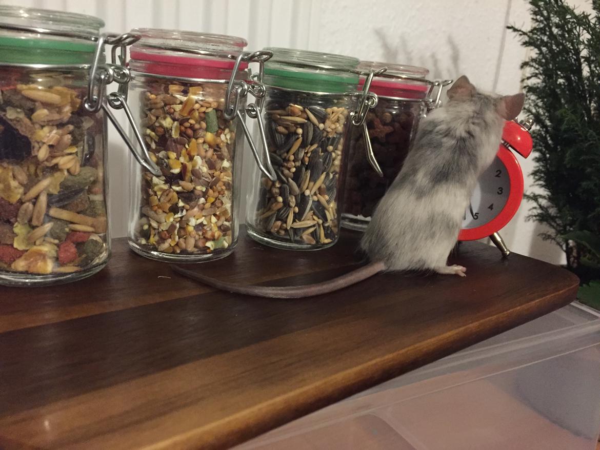 Mus Midnattens Sullivan billede 14