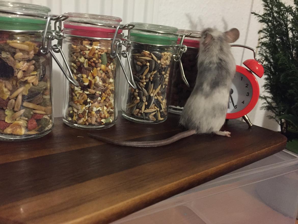 Mus Midnattens Sullivan billede 15