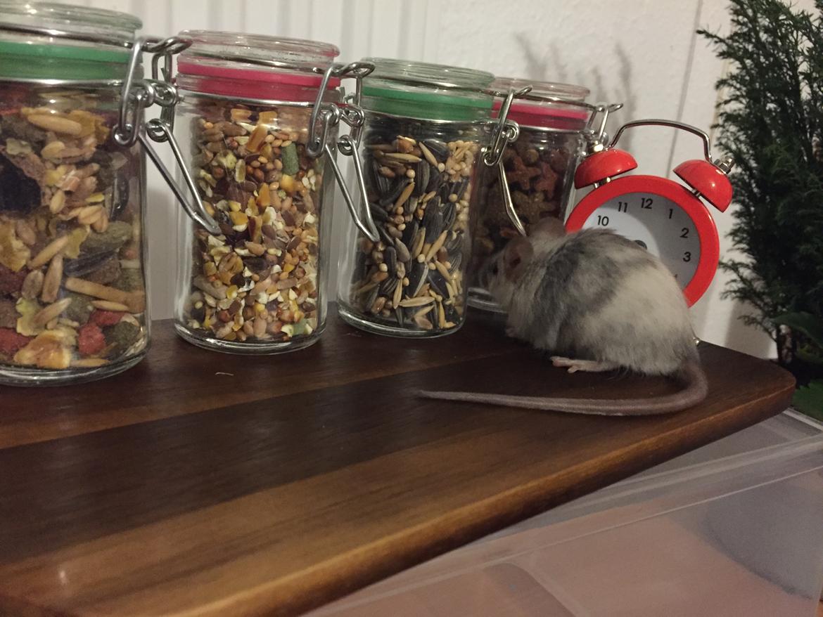 Mus Midnattens Sullivan billede 16