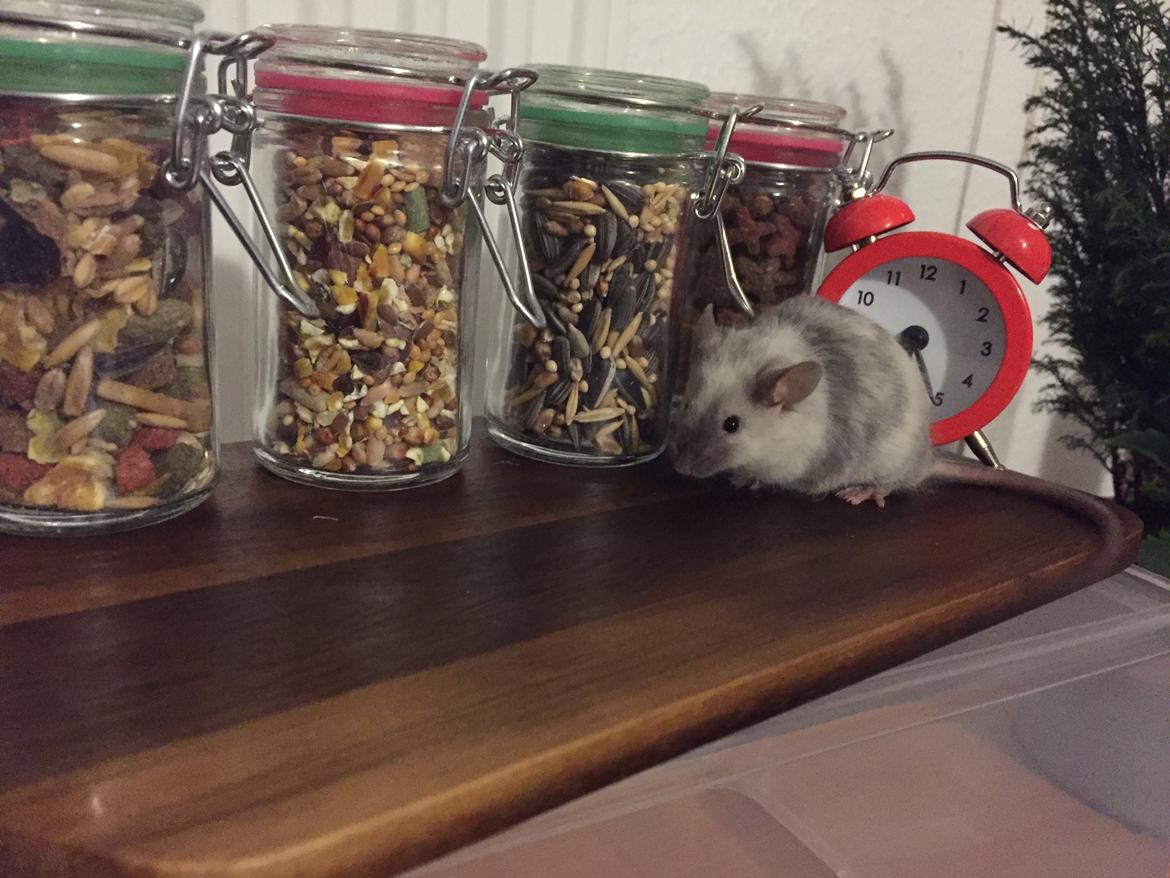 Mus Midnattens Sullivan billede 17