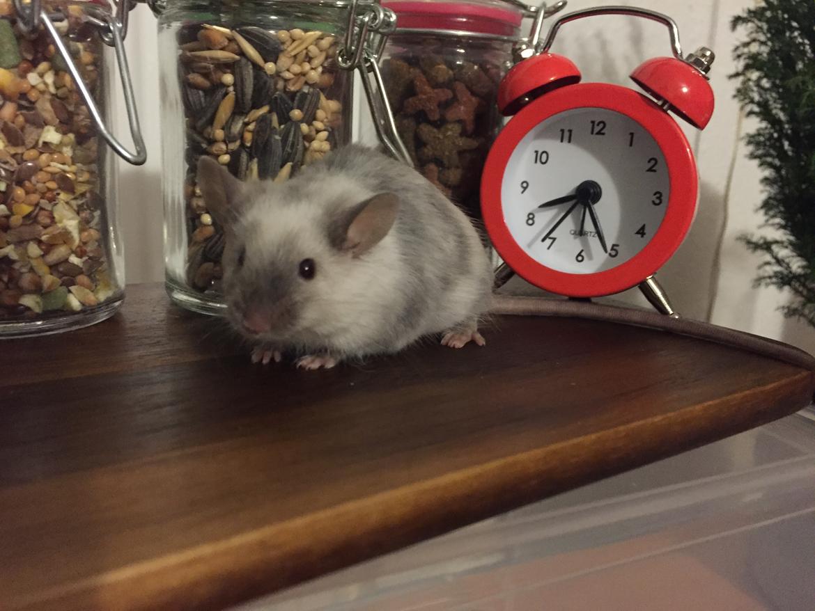 Mus Midnattens Sullivan billede 18