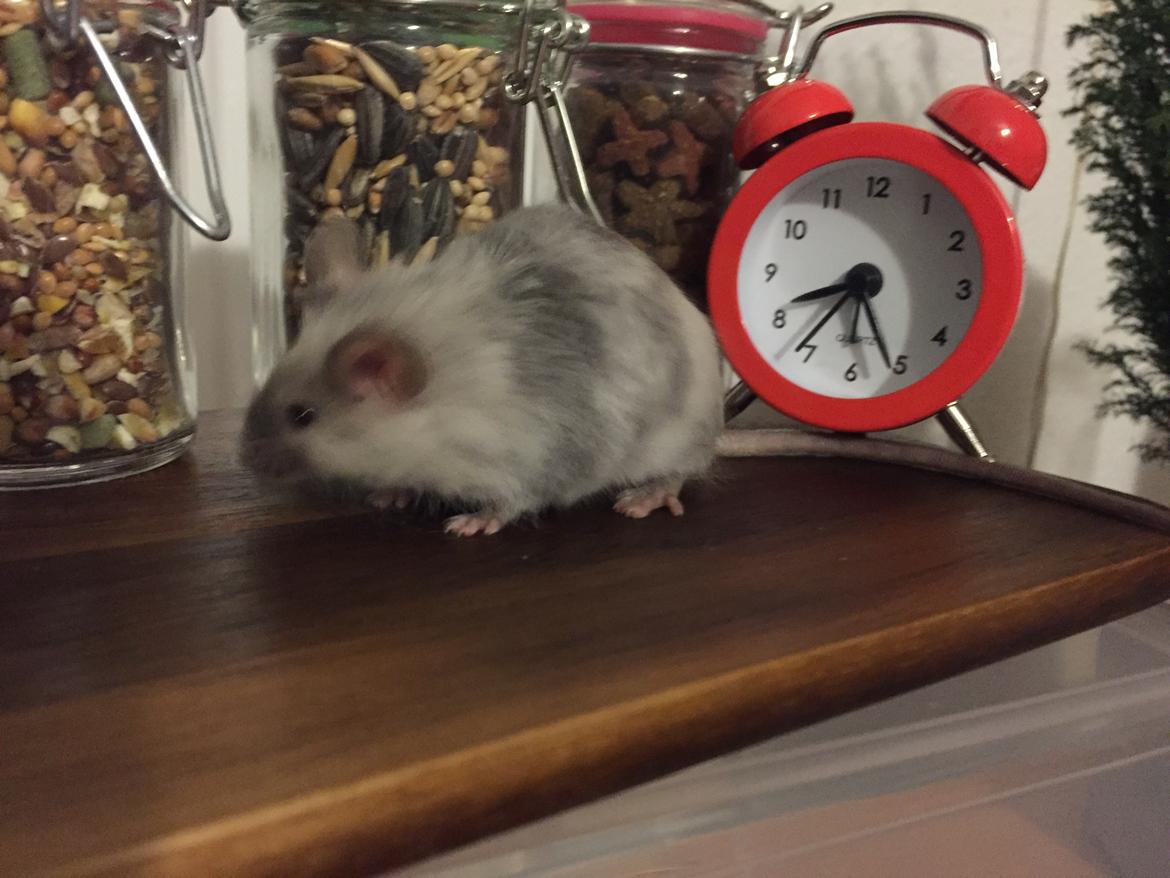 Mus Midnattens Sullivan billede 19