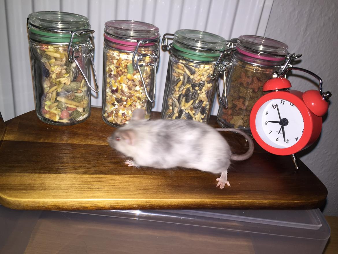 Mus Midnattens Sullivan billede 4