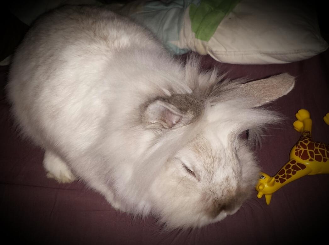 Kanin Candy  billede 3