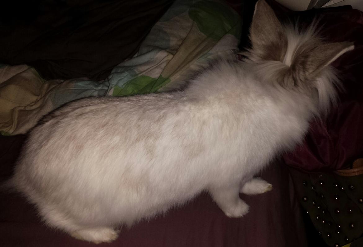 Kanin Candy  billede 4