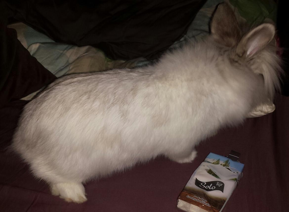 Kanin Candy  billede 5