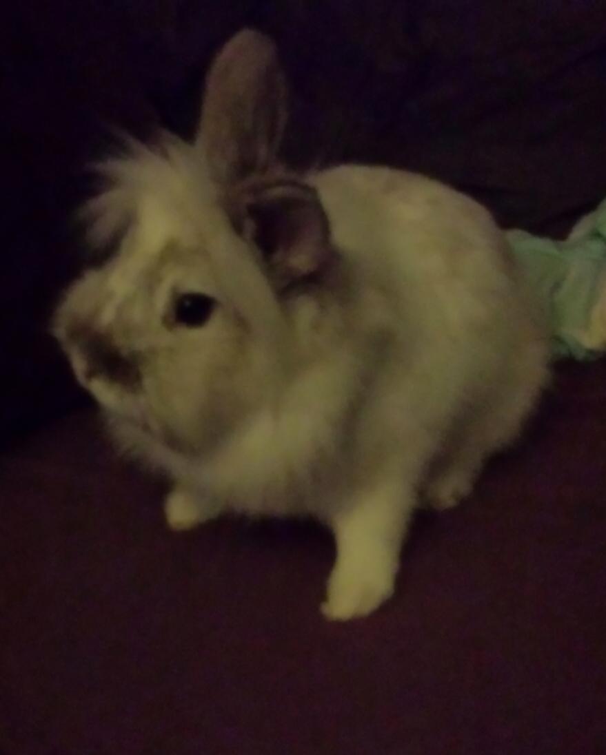 Kanin Candy  billede 1