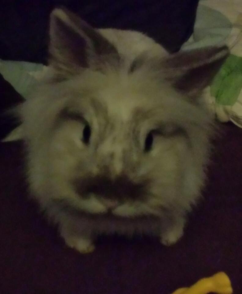 Kanin Candy  billede 2