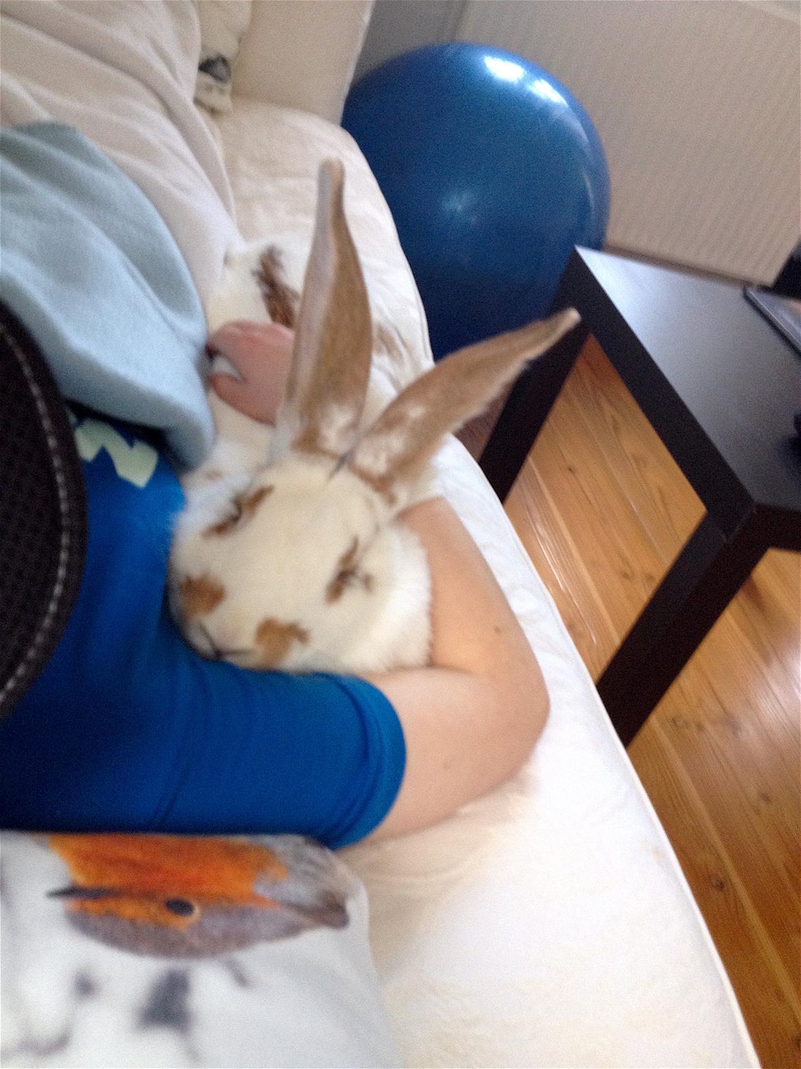 Kanin Stampe billede 2