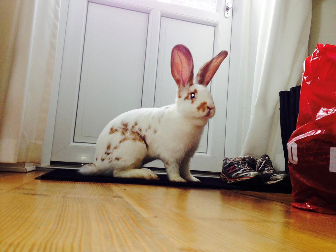 Kanin Stampe - I starten, da jeg fik hende. billede 3