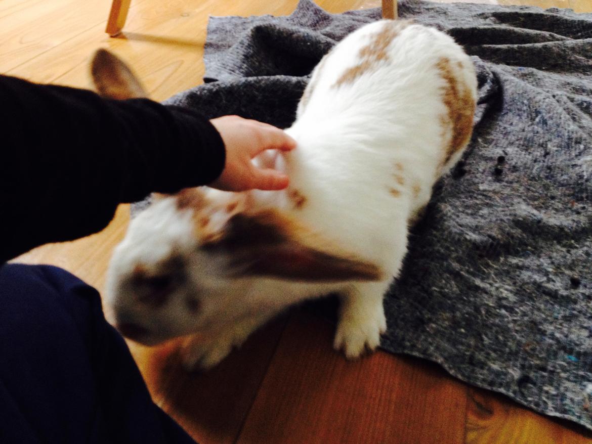 Kanin Stampe - I starten, da jeg fik hende. billede 5